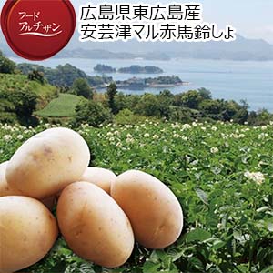 広島県東広島産 安芸津マル赤馬鈴しょ Lサイズ10kg【お届け期間：6月11日〜7月10日】【フードアルチザン】