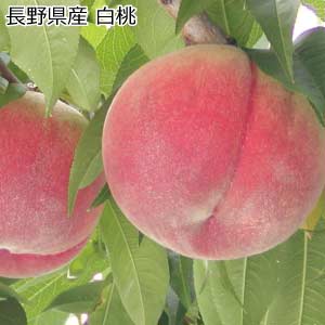 長野県産 白桃(お届け期間：8/21〜8/31)【夏の贈りもの・お中元】